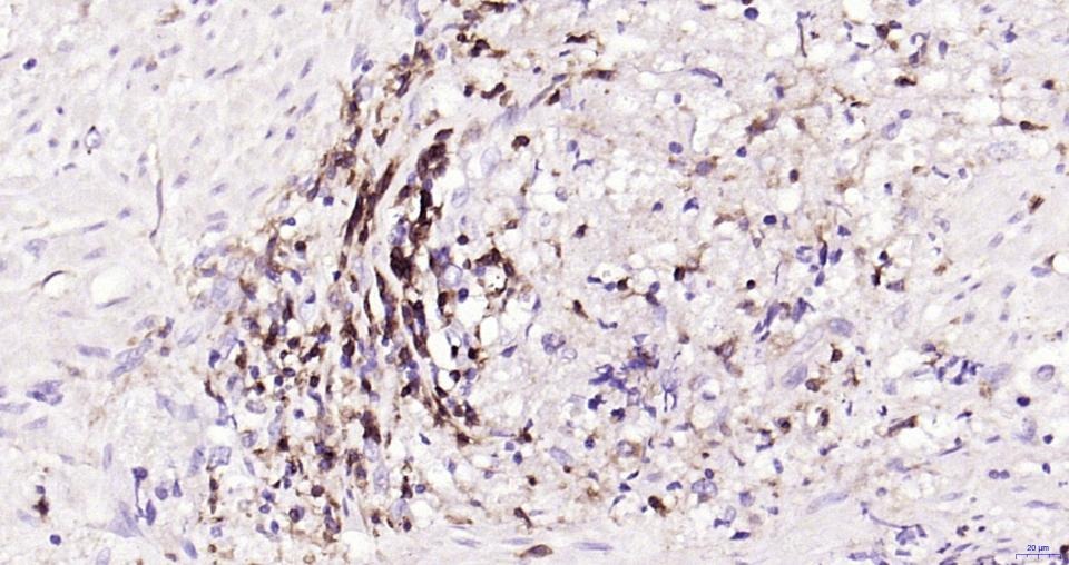 Anti-CD4 Antibody (8N971)