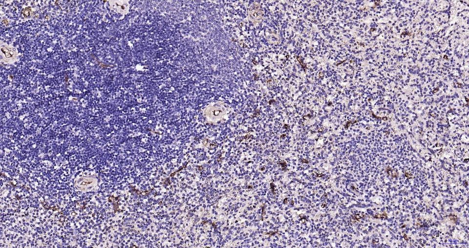 Anti-CD34 Polyclonal Antibody