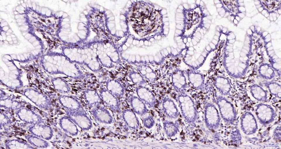 Anti-CD4 Antibody (8N971)