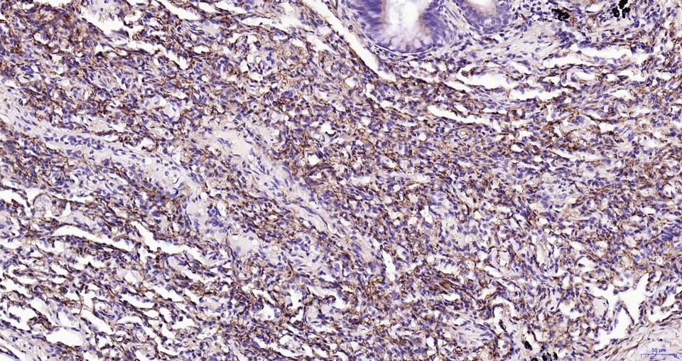 Anti-CD34 Polyclonal Antibody