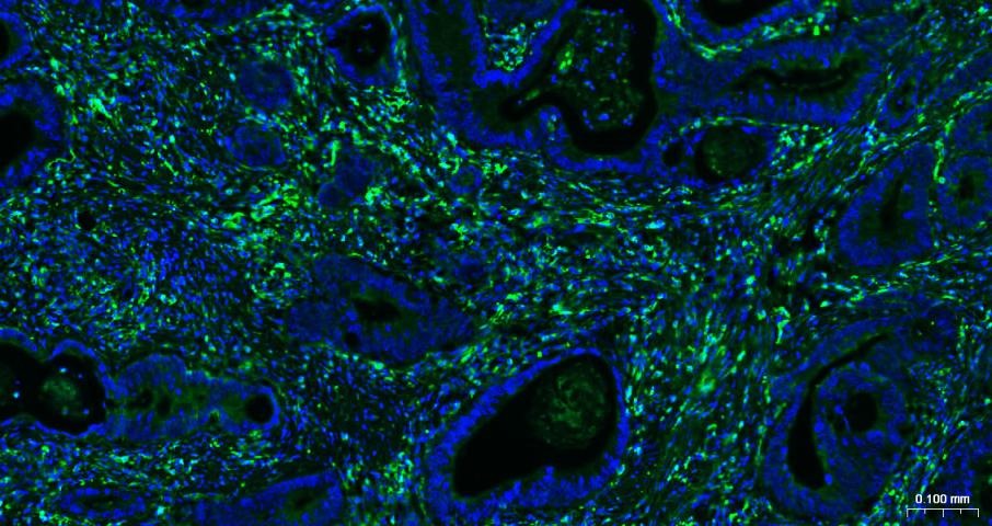 Anti-CD4 Antibody (8N971)