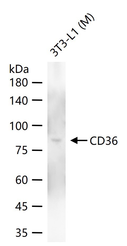 Anti-CD36 Antibody (7B600)