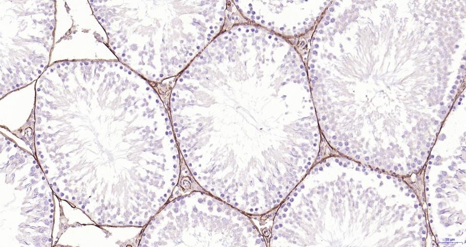 Anti-CD34 Polyclonal Antibody
