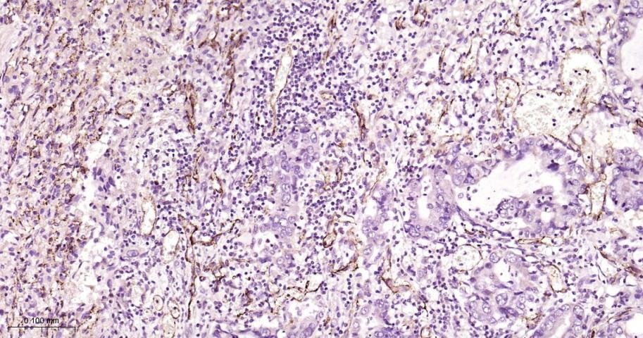 Anti-CD31 Polyclonal Antibody