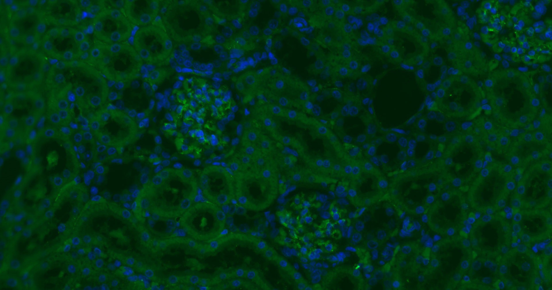 Anti-CD34 Polyclonal Antibody