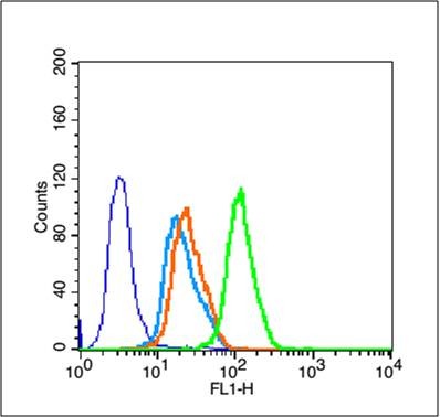 Anti-CCND1 Polyclonal Antibody 2