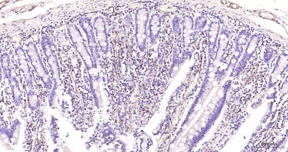 Anti-CD31 Polyclonal Antibody 2
