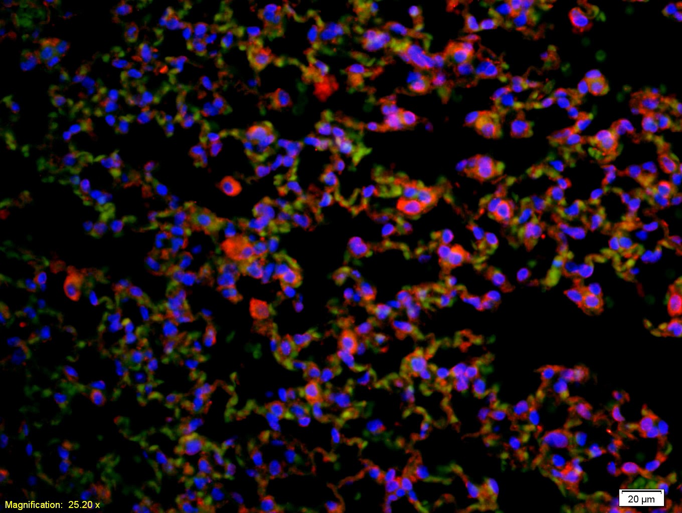Anti-CD4 Polyclonal Antibody 2