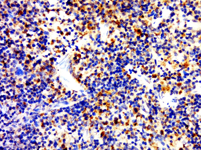 Anti-CD4 Polyclonal Antibody 2