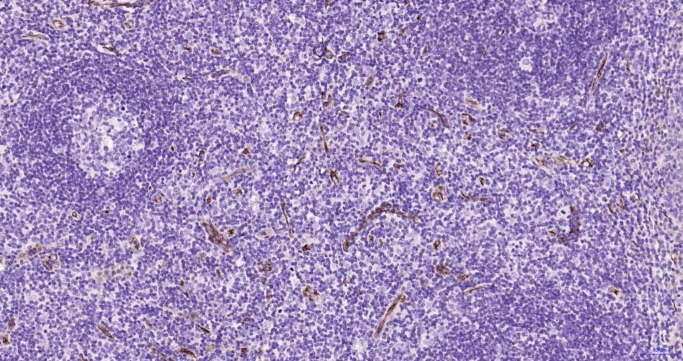 Anti-CD34 Polyclonal Antibody