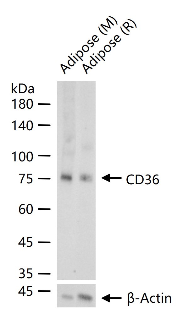 Anti-CD36 Polyclonal Antibody