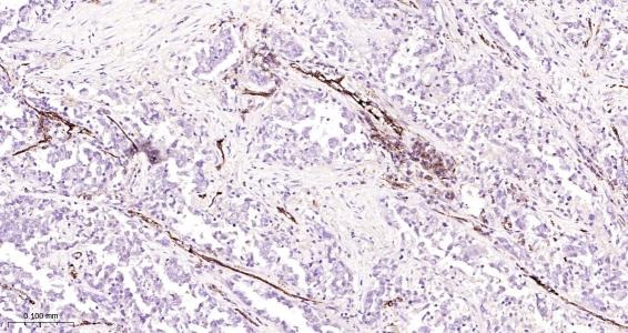 Anti-CD31 Polyclonal Antibody 2