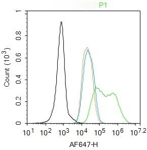 Anti-CCNE1 Polyclonal Antibody
