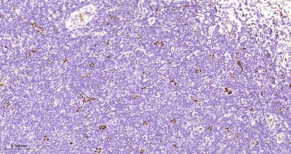 Anti-CD31 Polyclonal Antibody 2