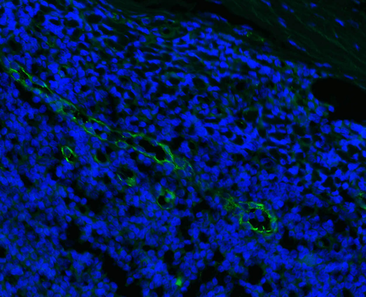 Anti-CD31 Polyclonal Antibody