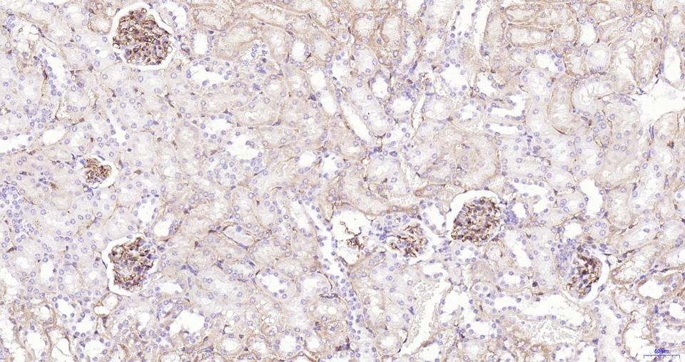 Anti-CD34 Polyclonal Antibody
