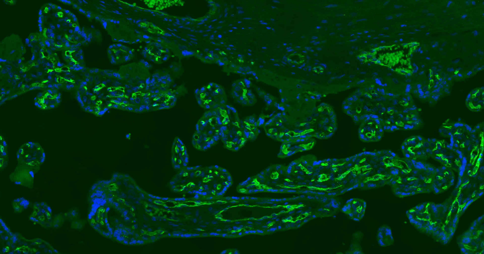 Anti-CD34 Polyclonal Antibody