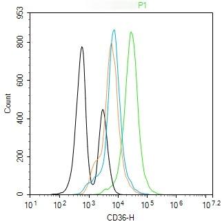 Anti-CD36 Polyclonal Antibody