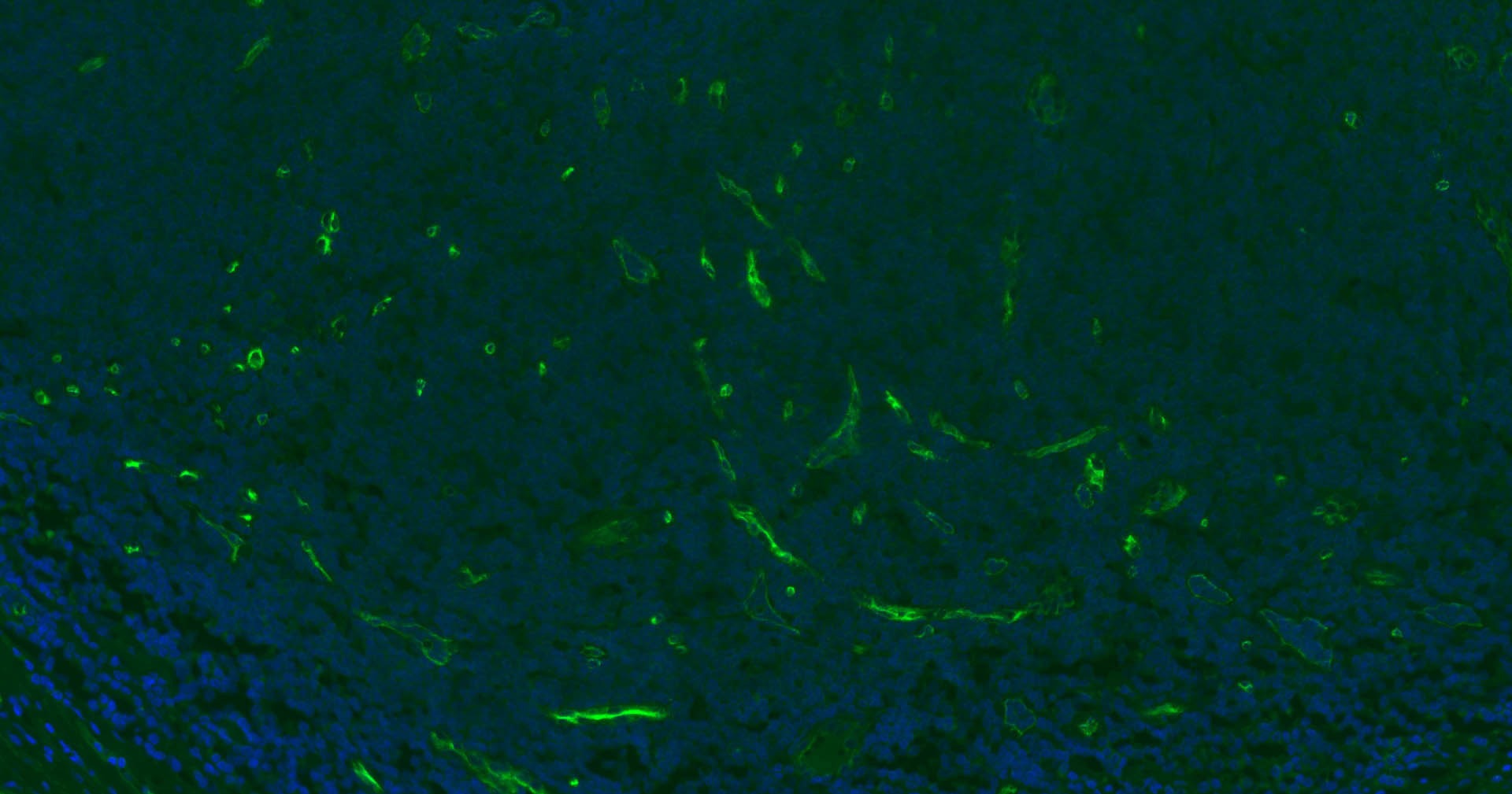 Anti-CD34 Polyclonal Antibody