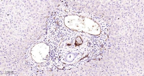 Anti-CD31 Polyclonal Antibody 2