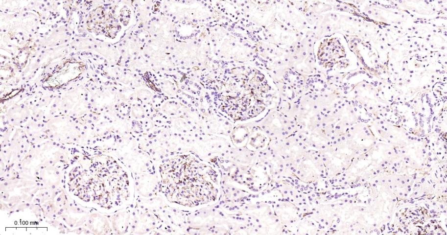 Anti-CD31 Polyclonal Antibody