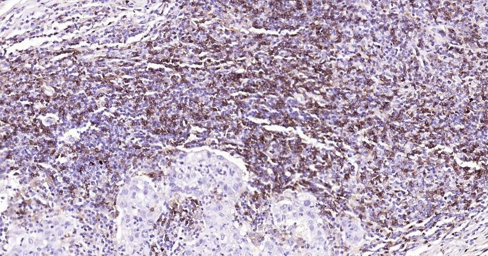 Anti-CD4 Antibody (8N971)