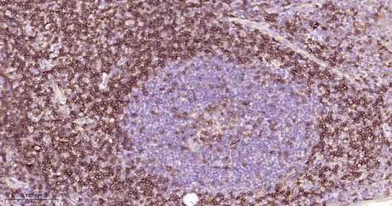 Anti-CD4 Antibody (8N971)