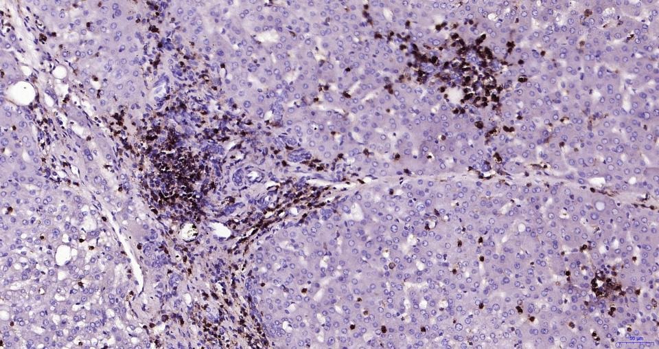 Anti-CD45 Polyclonal Antibody