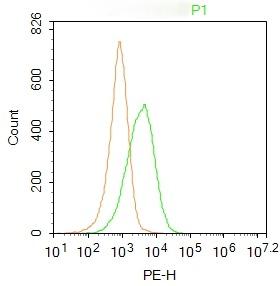Anti-CD45 Polyclonal Antibody 2