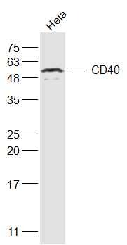 Anti-CD40 Polyclonal Antibody