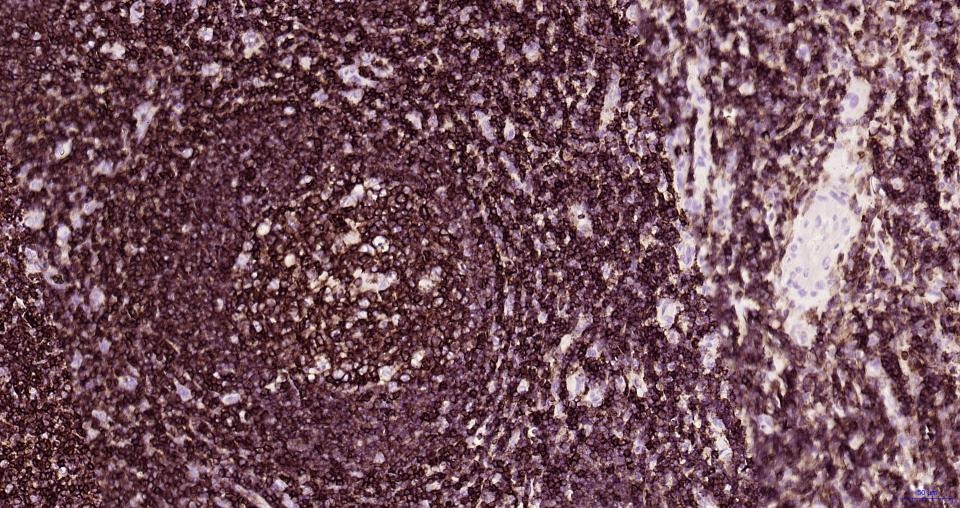 Anti-CD45 Polyclonal Antibody
