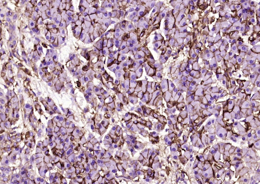 Anti-CD44 Antibody (4R653)
