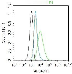 Anti-CD44 Polyclonal Antibody 2