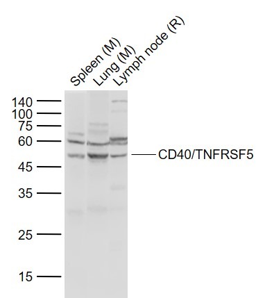 Anti-CD40 Polyclonal Antibody