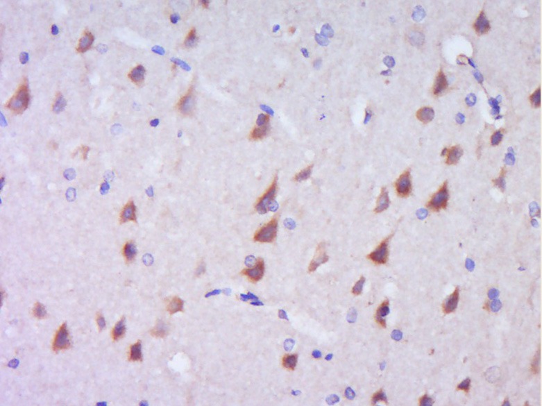Anti-CD117 Polyclonal Antibody