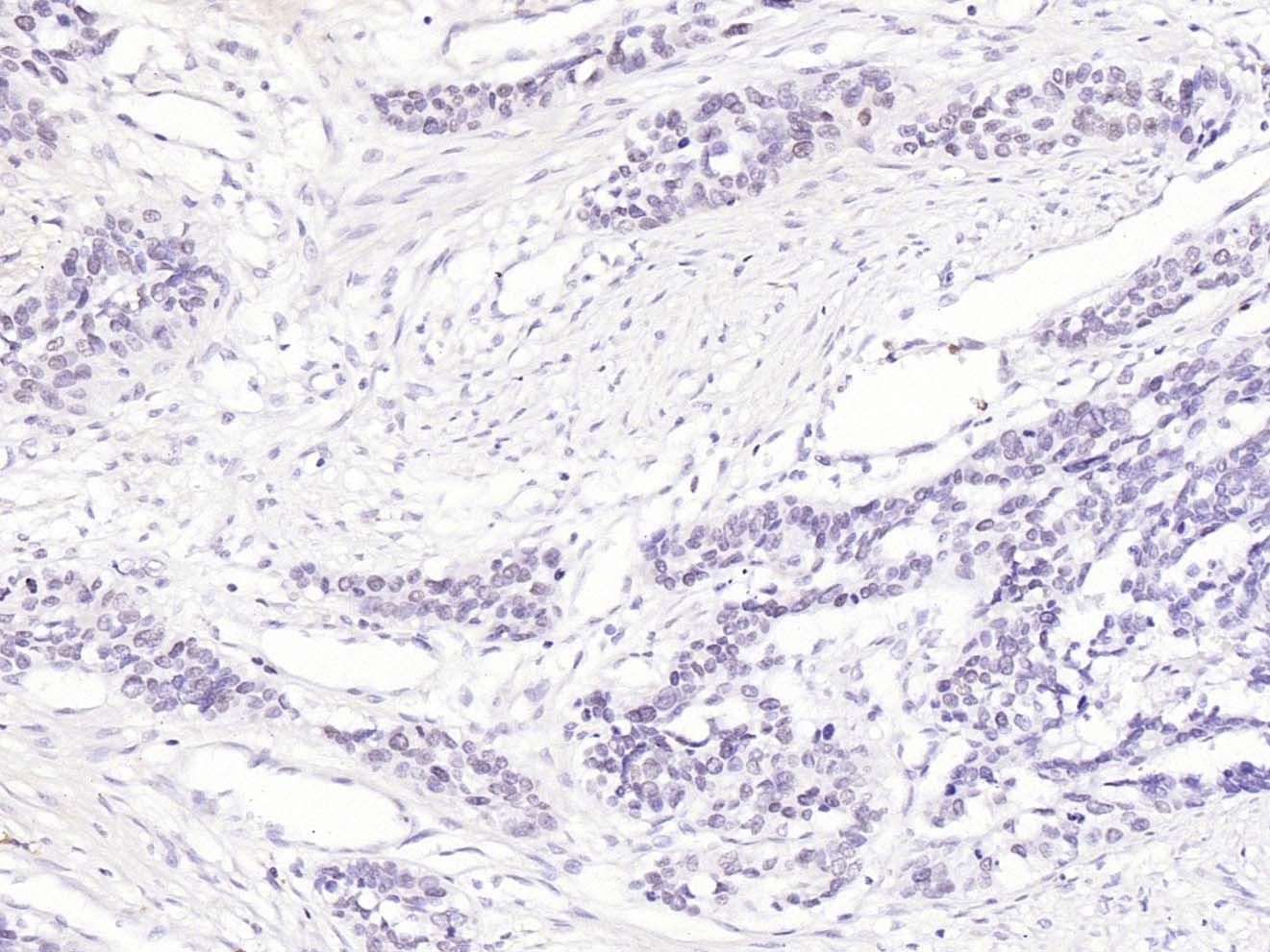 Anti-CDK1 Polyclonal Antibody