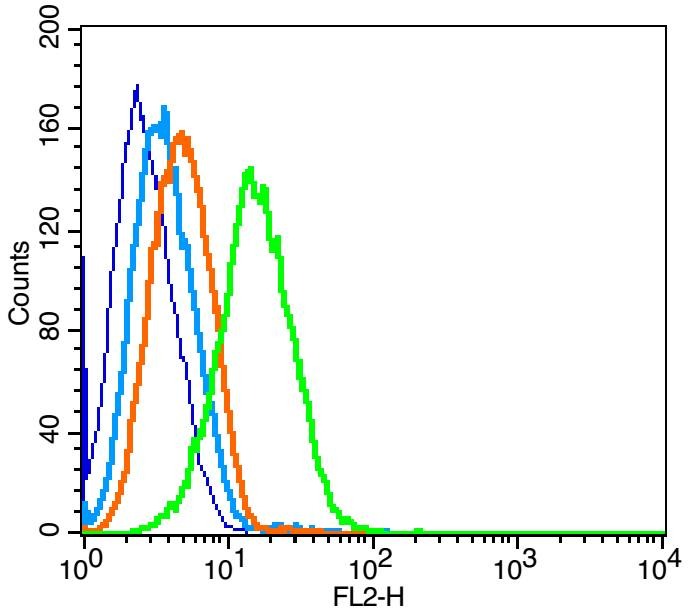 Anti-CCR7 Polyclonal Antibody