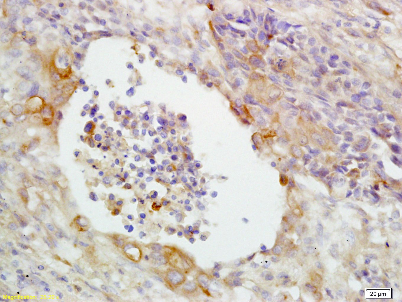 Anti-CD14 Polyclonal Antibody