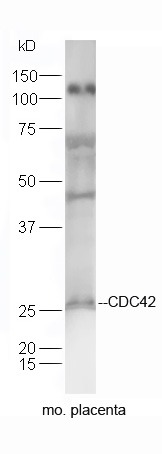 Anti-CDC42 Polyclonal Antibody