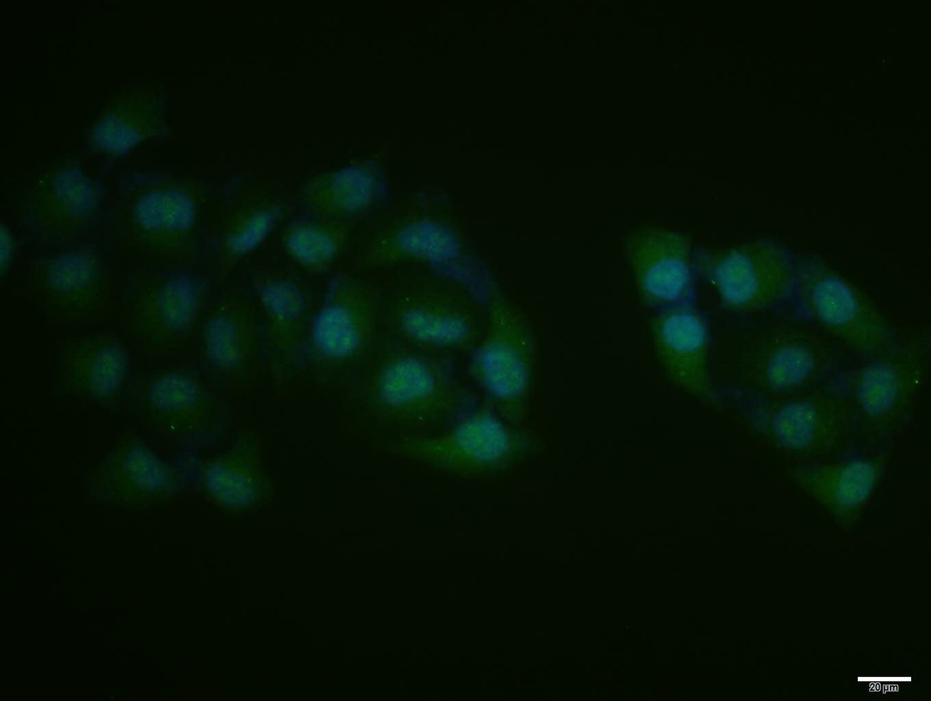 Anti-CDK1 Polyclonal Antibody