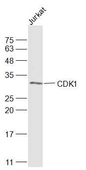 Anti-CDK1 Polyclonal Antibody