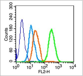Anti-CD41 Polyclonal Antibody