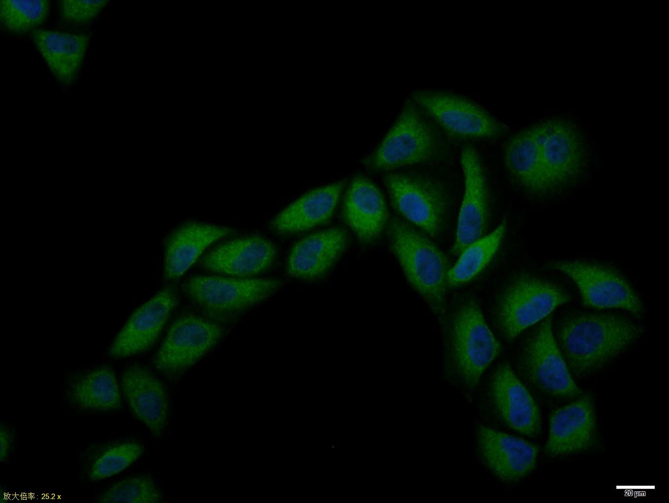 Anti-CCR7 Polyclonal Antibody