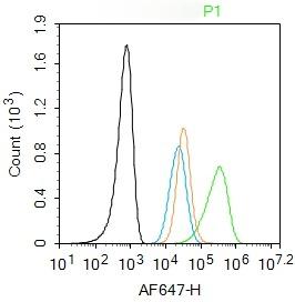 Anti-CD11c Polyclonal Antibody