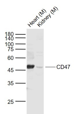 Anti-CD47 Polyclonal Antibody