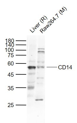 Anti-CD14 Polyclonal Antibody