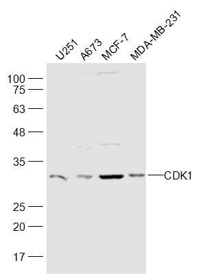 Anti-CDK1 Polyclonal Antibody
