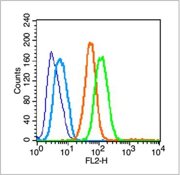 Anti-CD44 Polyclonal Antibody 2
