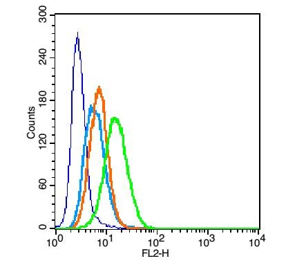 Anti-CD11c Polyclonal Antibody
