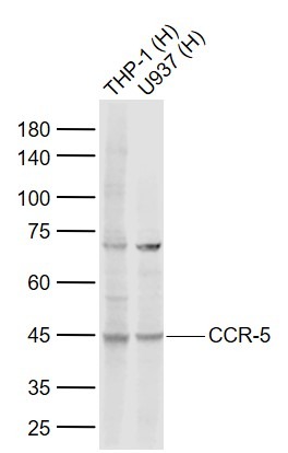 Anti-CCR5 Polyclonal Antibody